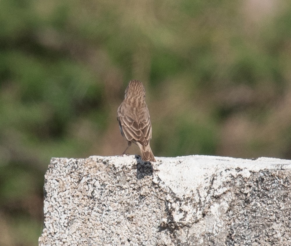 Serin du Yémen - ML626034134