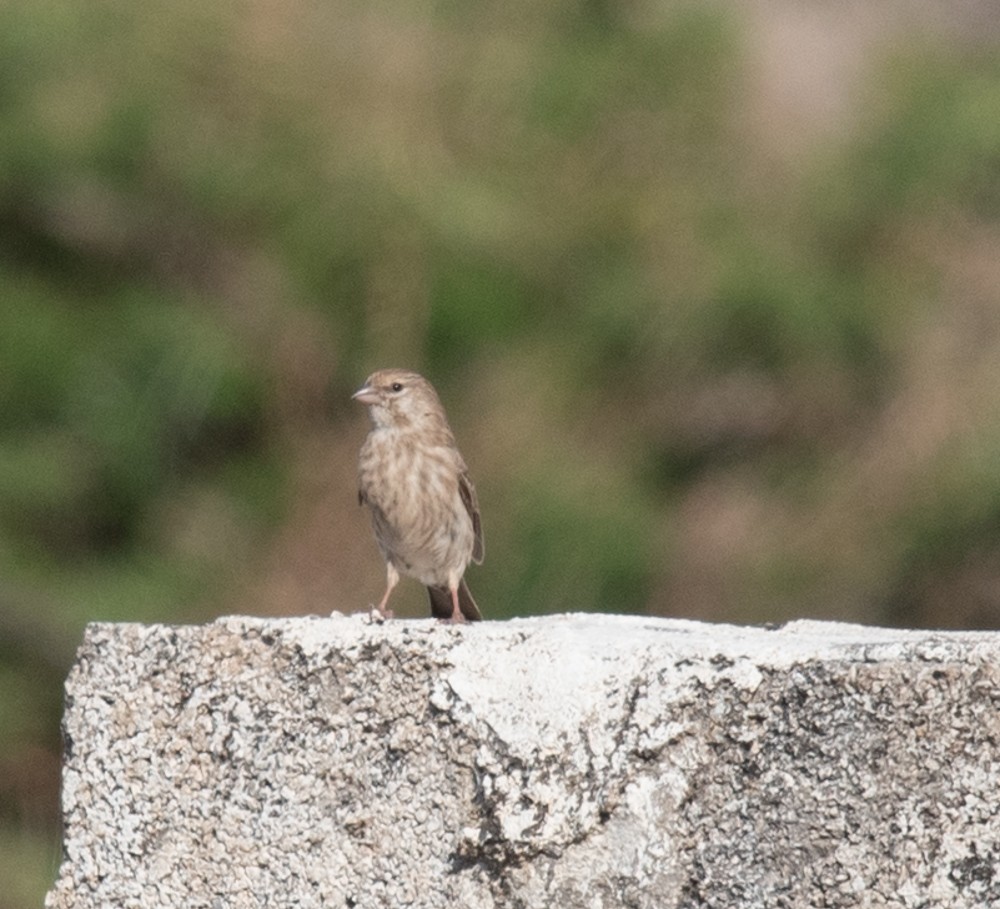 Serin du Yémen - ML626034135