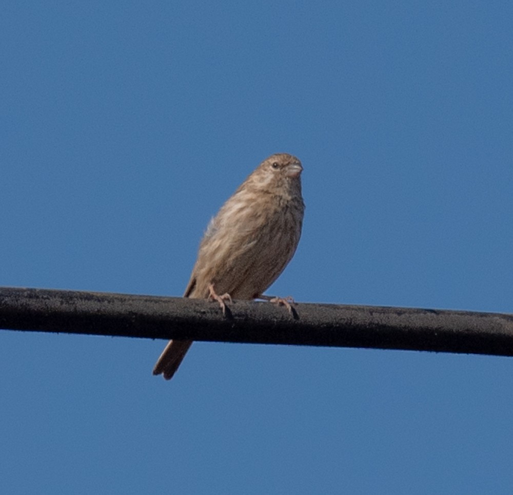 Serin du Yémen - ML626034144