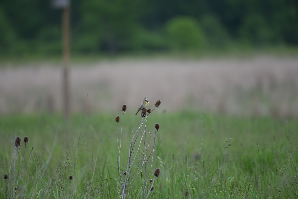 Dickcissel - ML626034190