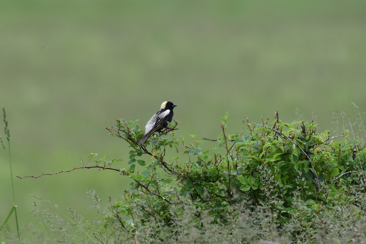 Bobolink - ML626034207