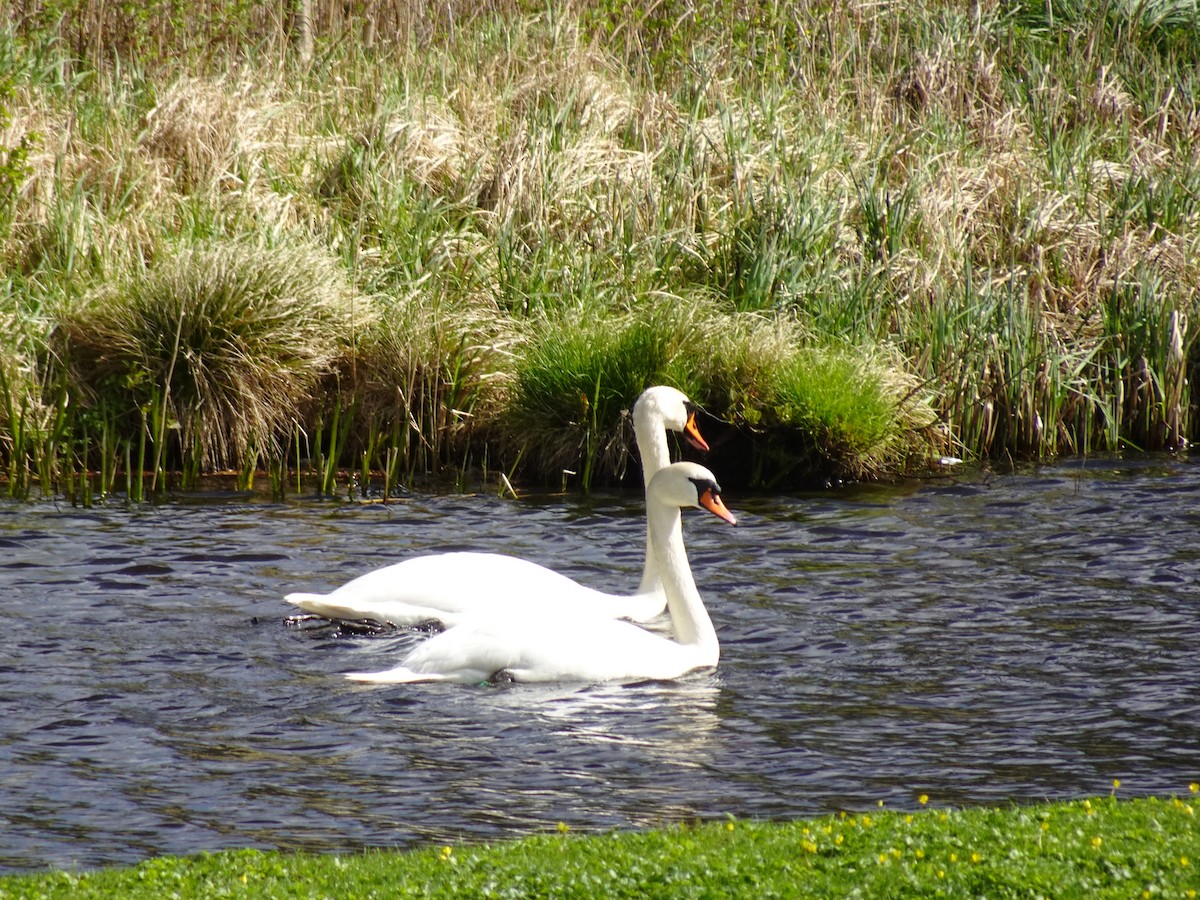 knoppsvane - ML626034251