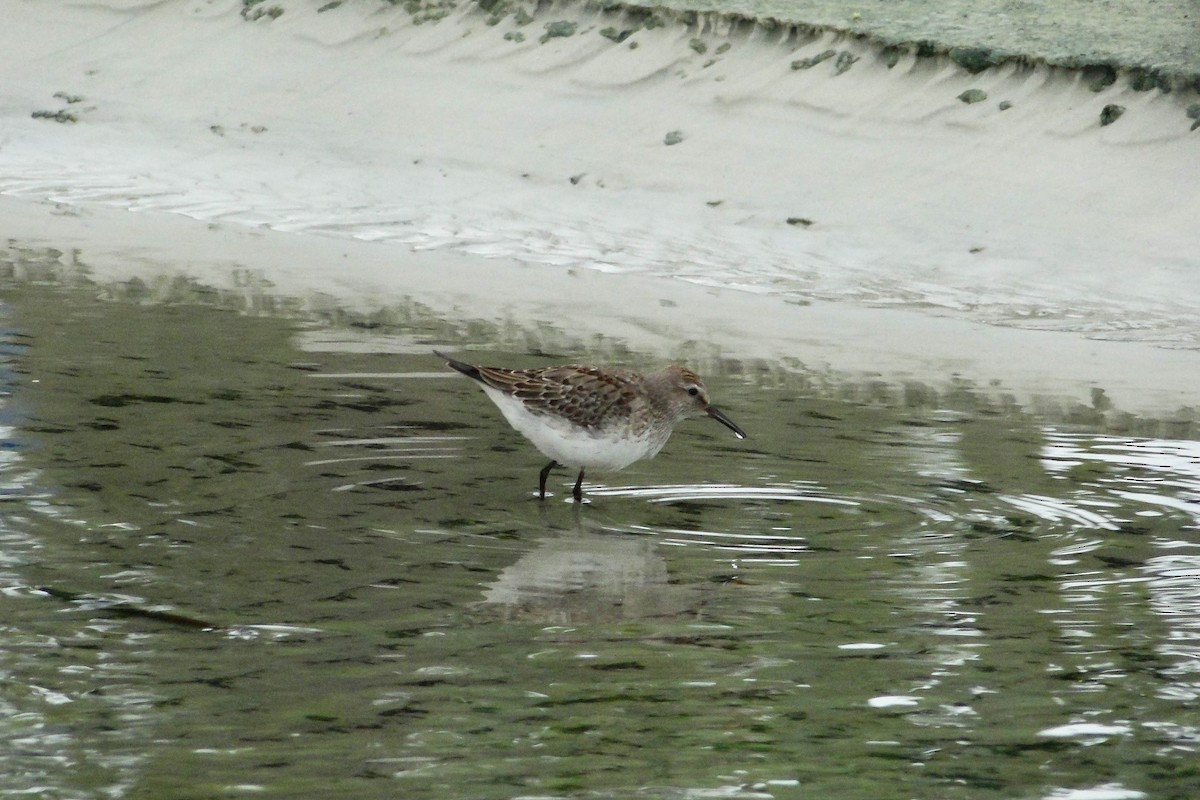 White-rumped Sandpiper - ML626034361