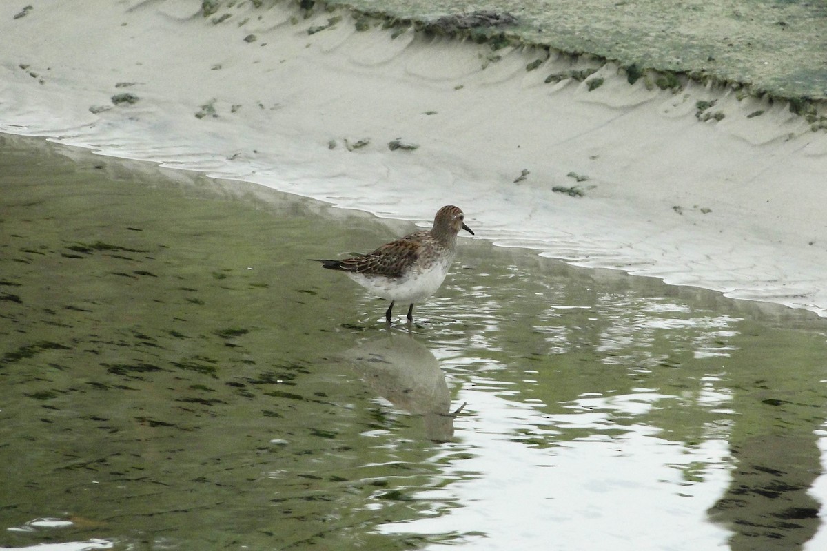 White-rumped Sandpiper - ML626034362