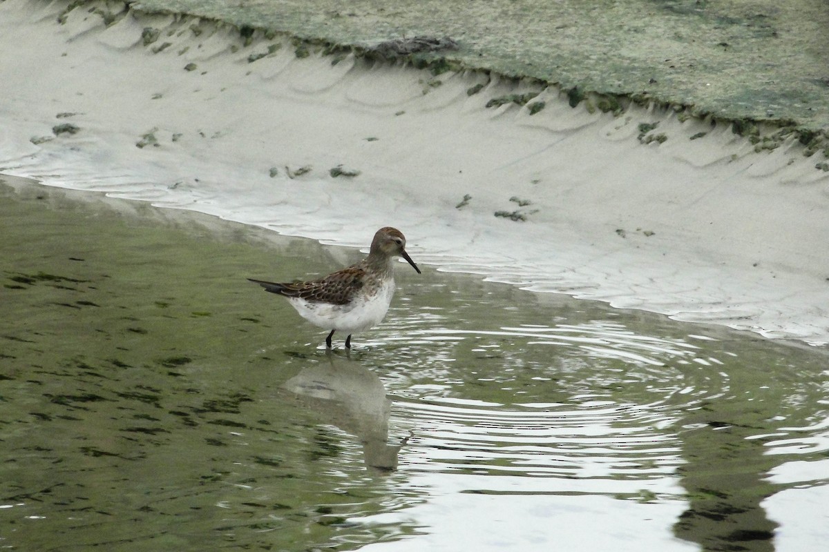White-rumped Sandpiper - ML626034363