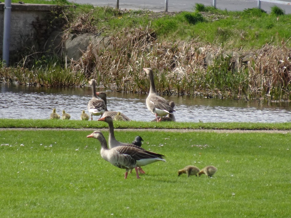 Antzara hankagorrizta - ML626034377