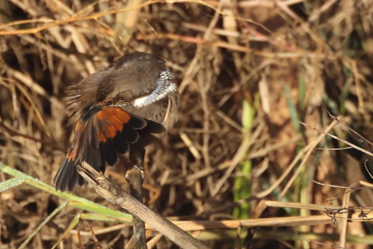 Blaukehlchen - ML626034625