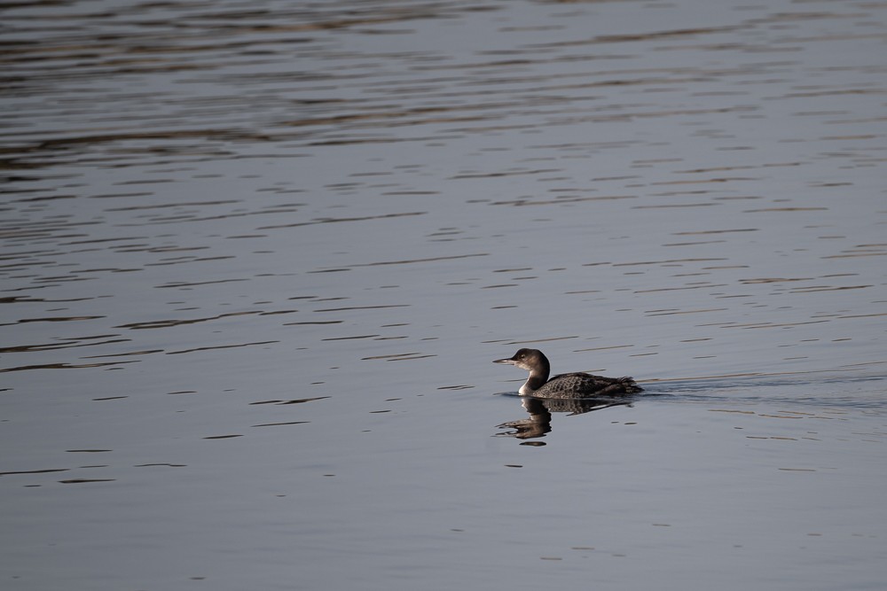 Pacific Loon - ML626034640