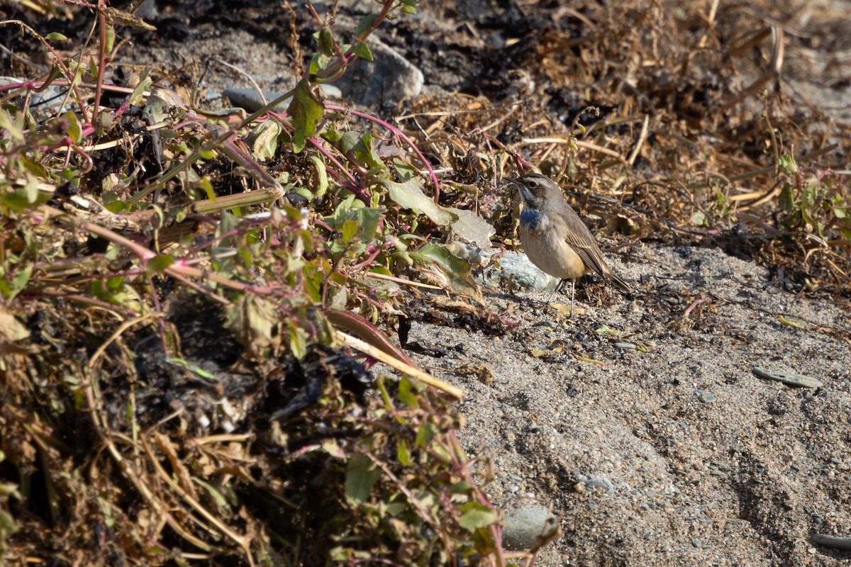 Blaukehlchen - ML626034828