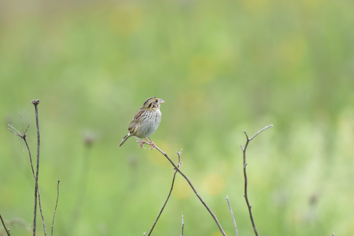 Henslow's Sparrow - ML626034837