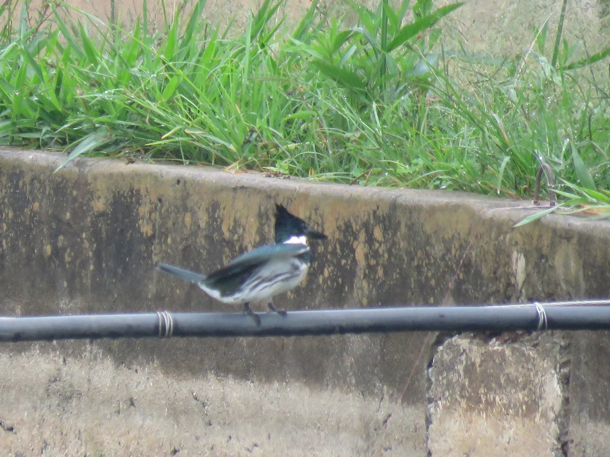 Amazon Kingfisher - ML626034853