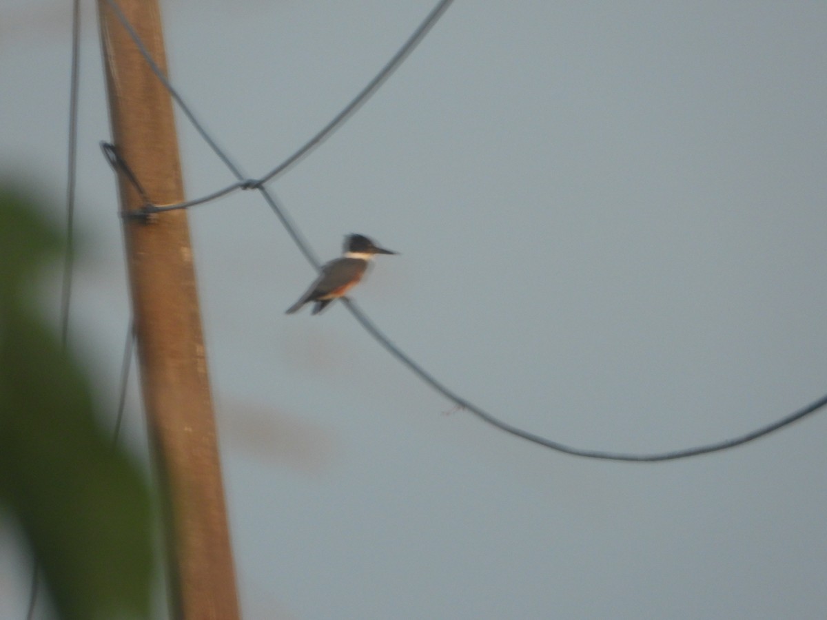 Ringed Kingfisher - ML626034856