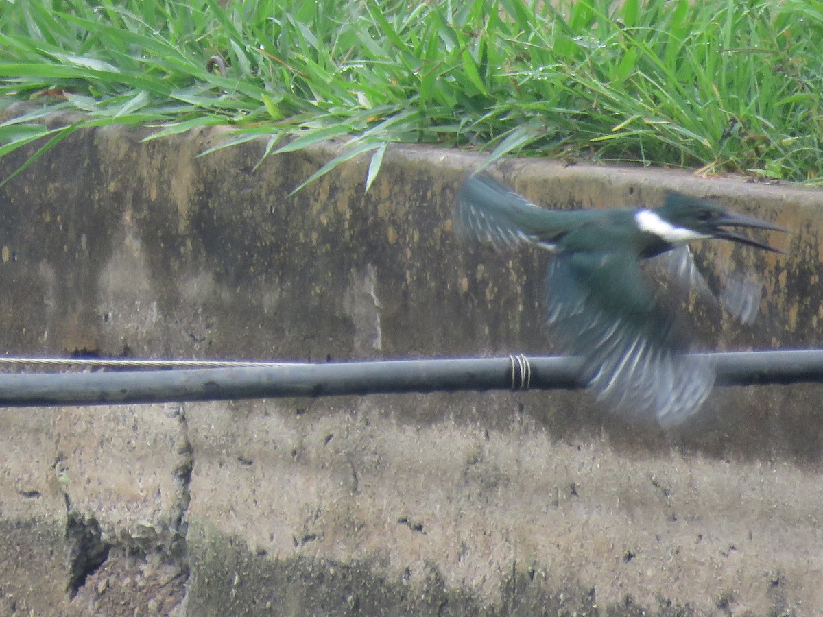 Amazon Kingfisher - ML626034865