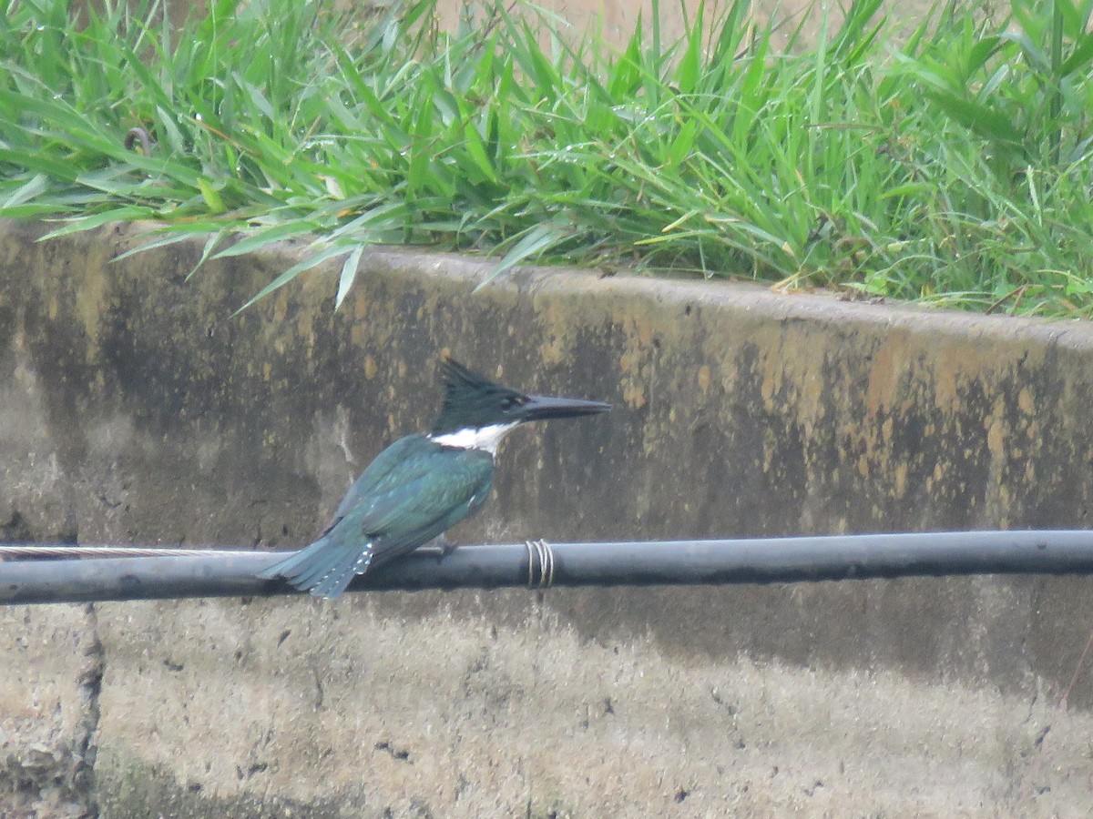 Amazon Kingfisher - ML626034866