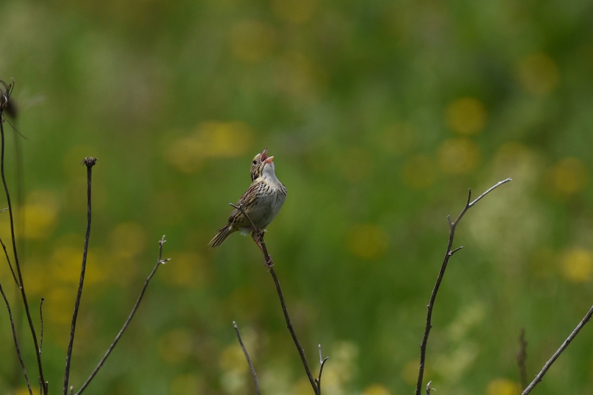 Henslow's Sparrow - ML626034872