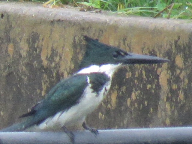 Amazon Kingfisher - ML626034879