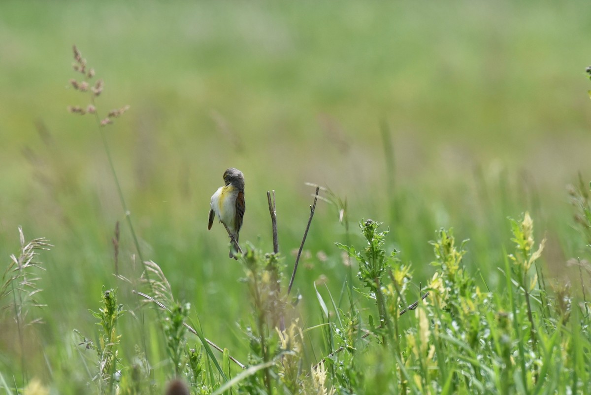 Dickcissel - ML626034930
