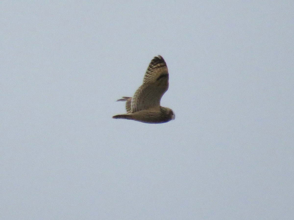 Short-eared Owl - ML626035150