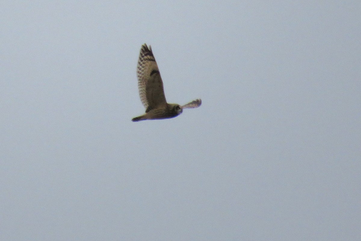 Short-eared Owl - ML626035151