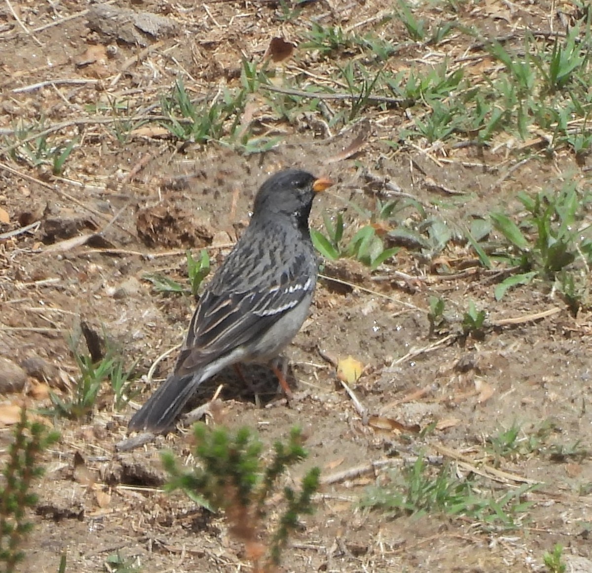 Mourning Sierra Finch - ML626035507