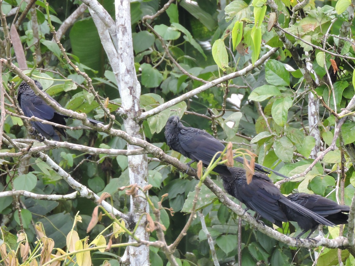 Smooth-billed Ani - ML62603551