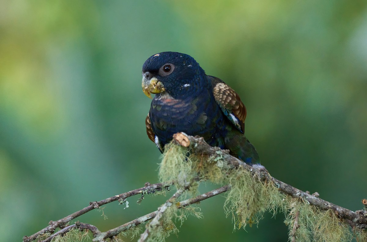 Bronze-winged Parrot - ML626035518