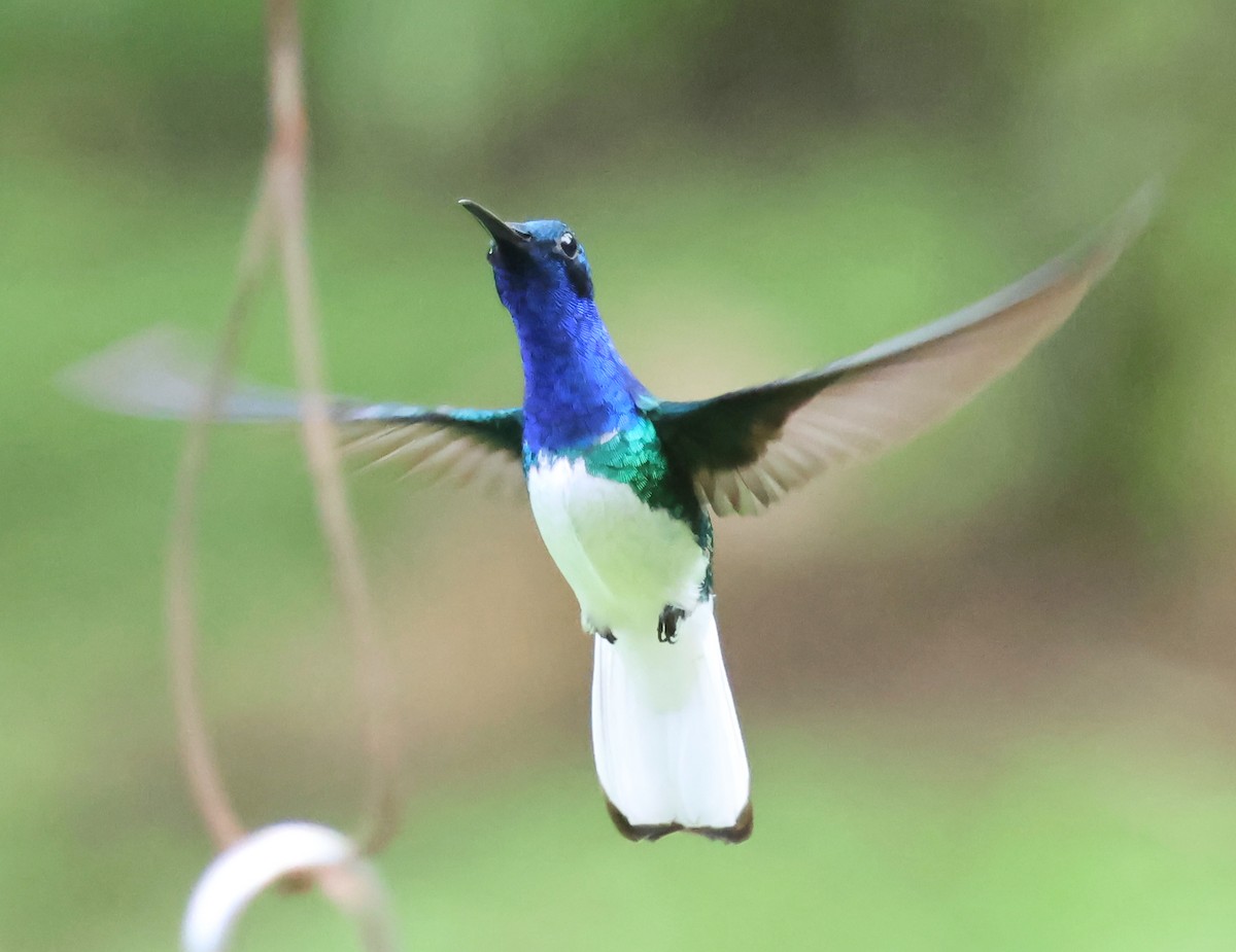 White-necked Jacobin - ML626036076