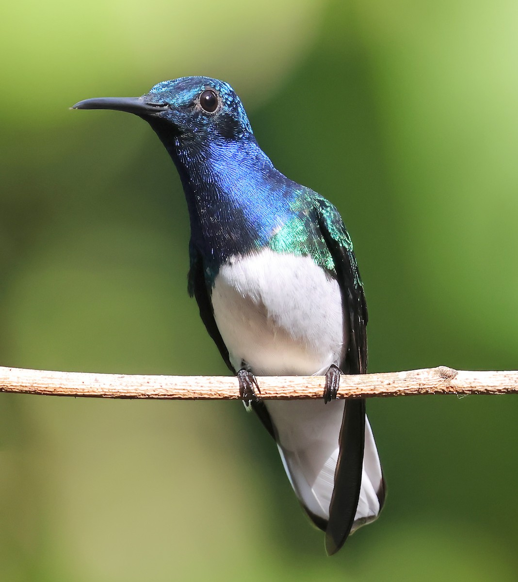 White-necked Jacobin - ML626036077