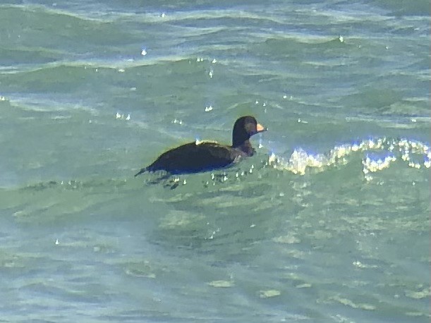 turpan žlutozobý - ML626036341