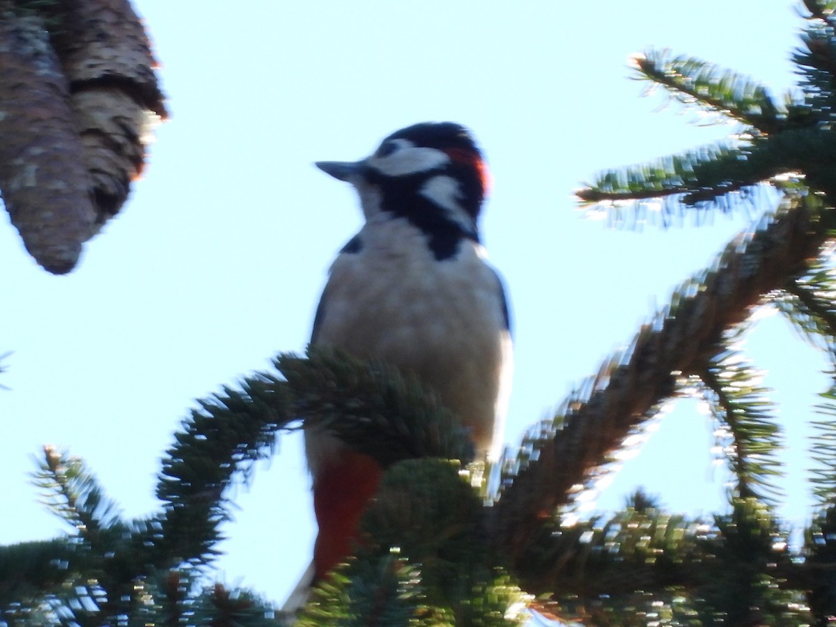 Great Spotted Woodpecker - ML626036352