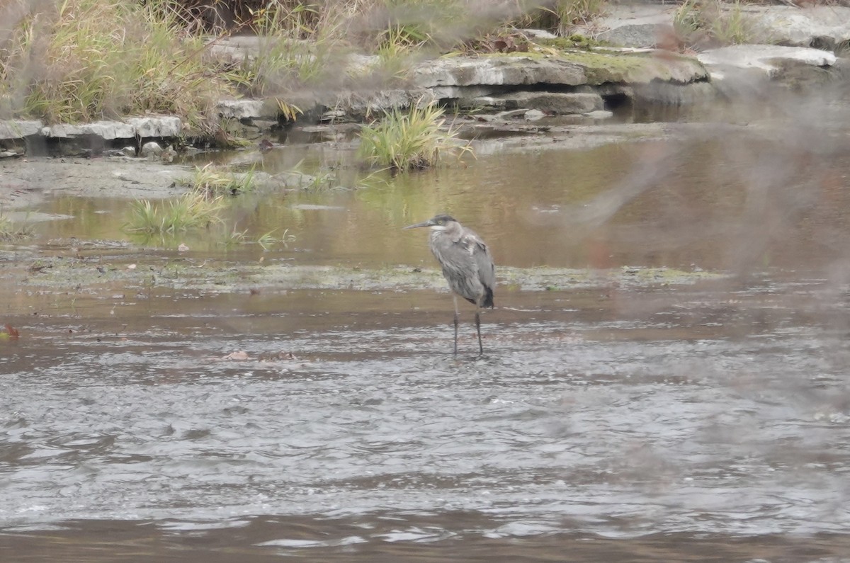 Great Blue Heron (Great Blue) - ML626036444