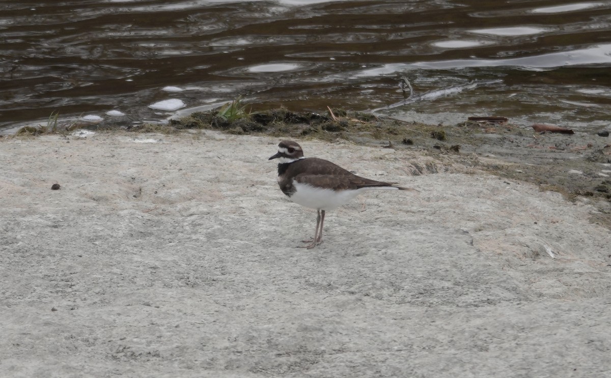 Killdeer - ML626036453