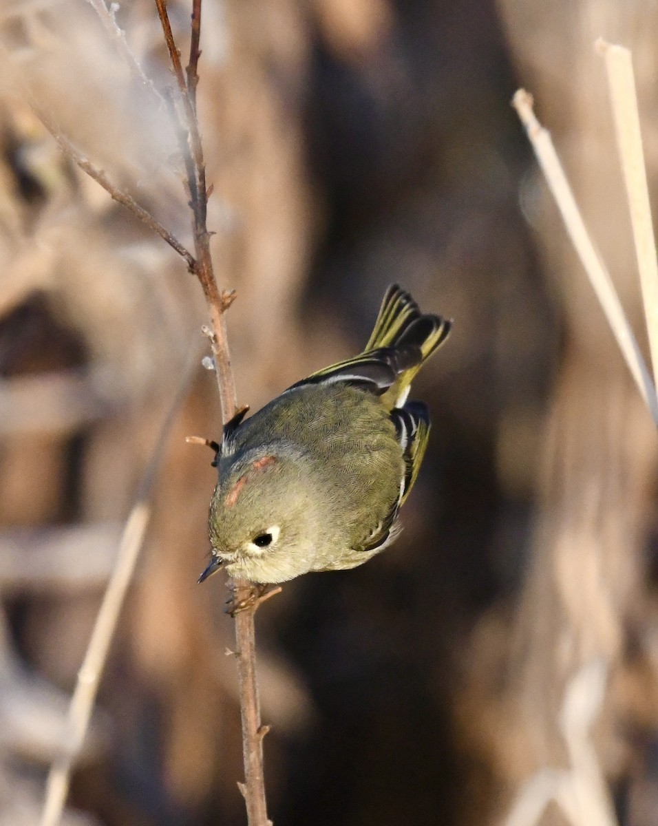 Ruby-crowned Kinglet - ML626036482
