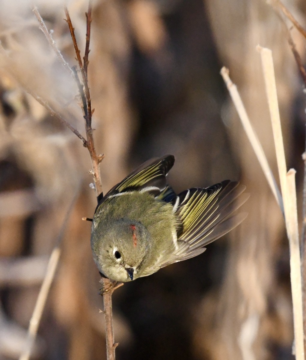 Ruby-crowned Kinglet - ML626036483