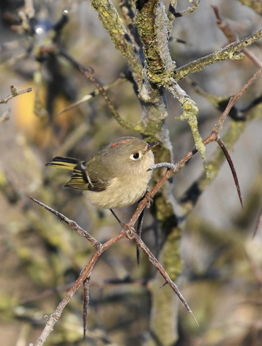 Ruby-crowned Kinglet - ML626036484