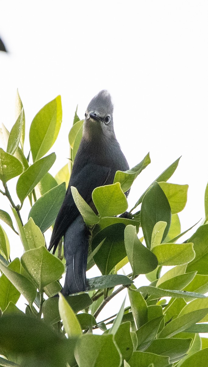 Gray Silky-flycatcher - ML626036497