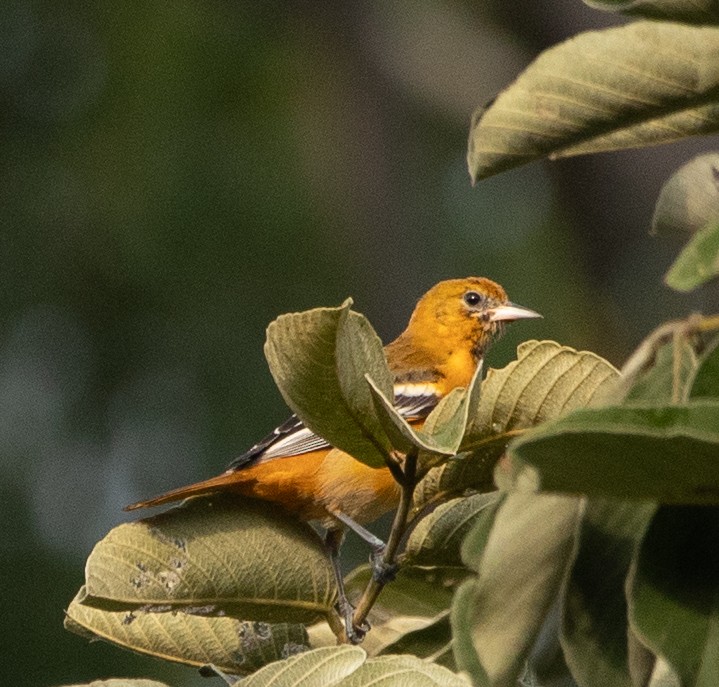 Baltimore Oriole - ML626036532