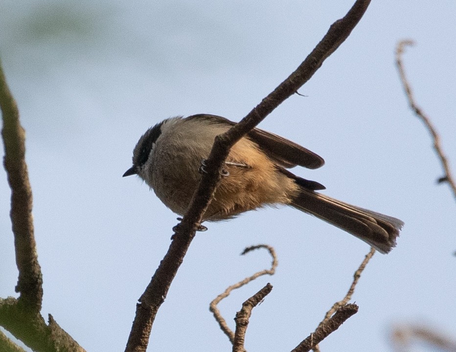 Bushtit - ML626036543