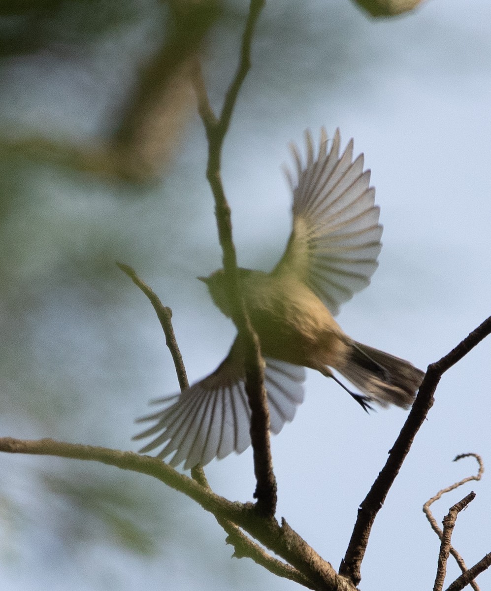 Bushtit - ML626036544