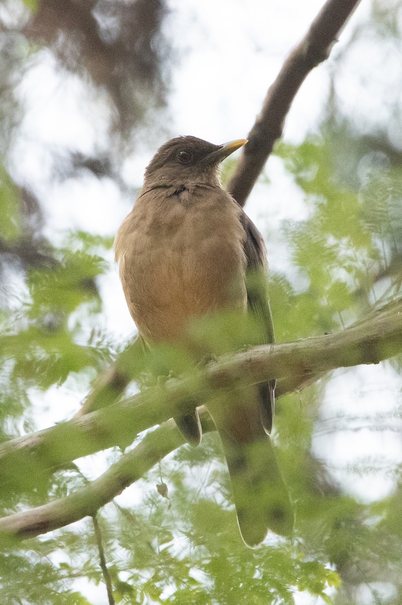 Clay-colored Thrush - ML626036552