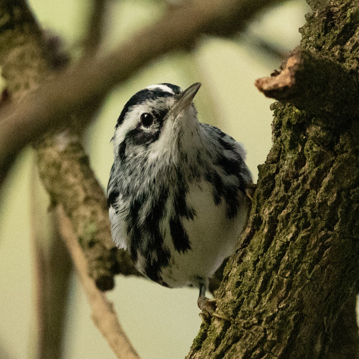 Black-and-white Warbler - ML626036565