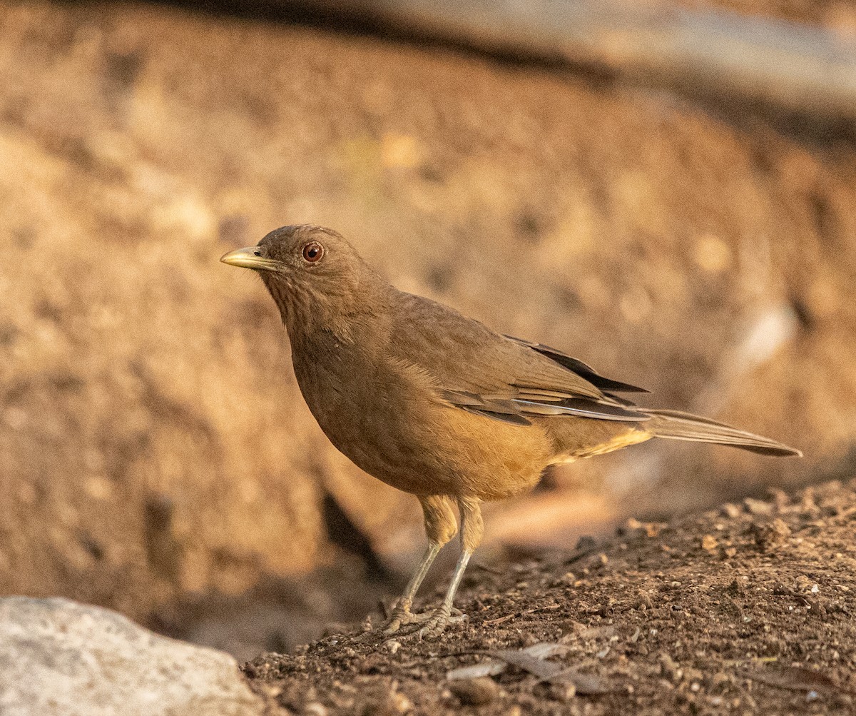 Clay-colored Thrush - ML626036577