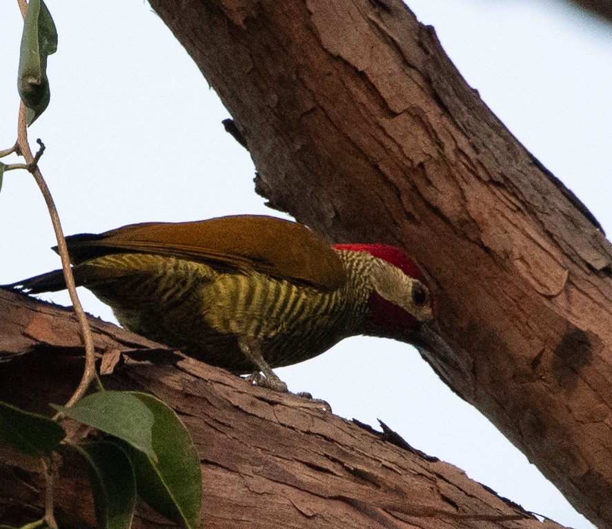 Golden-olive Woodpecker - ML626036604