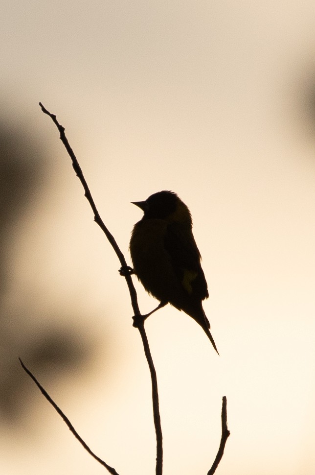 Black-headed Siskin - ML626036627