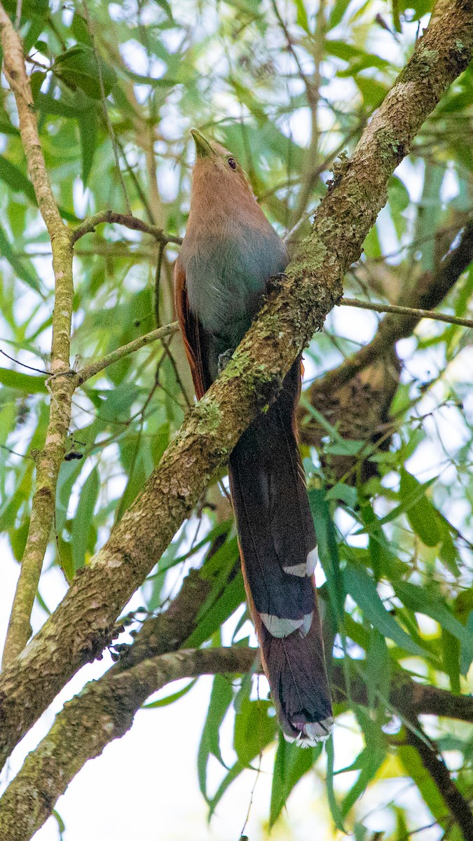 Squirrel Cuckoo - ML626036685