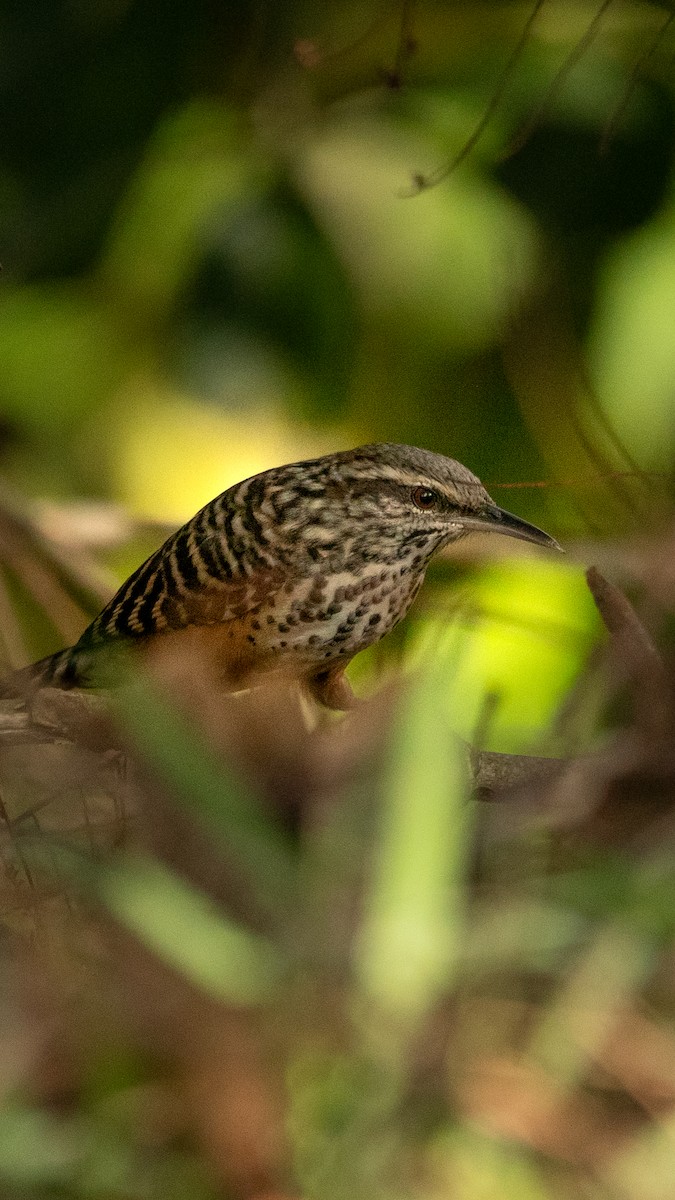 Band-backed Wren - ML626036705