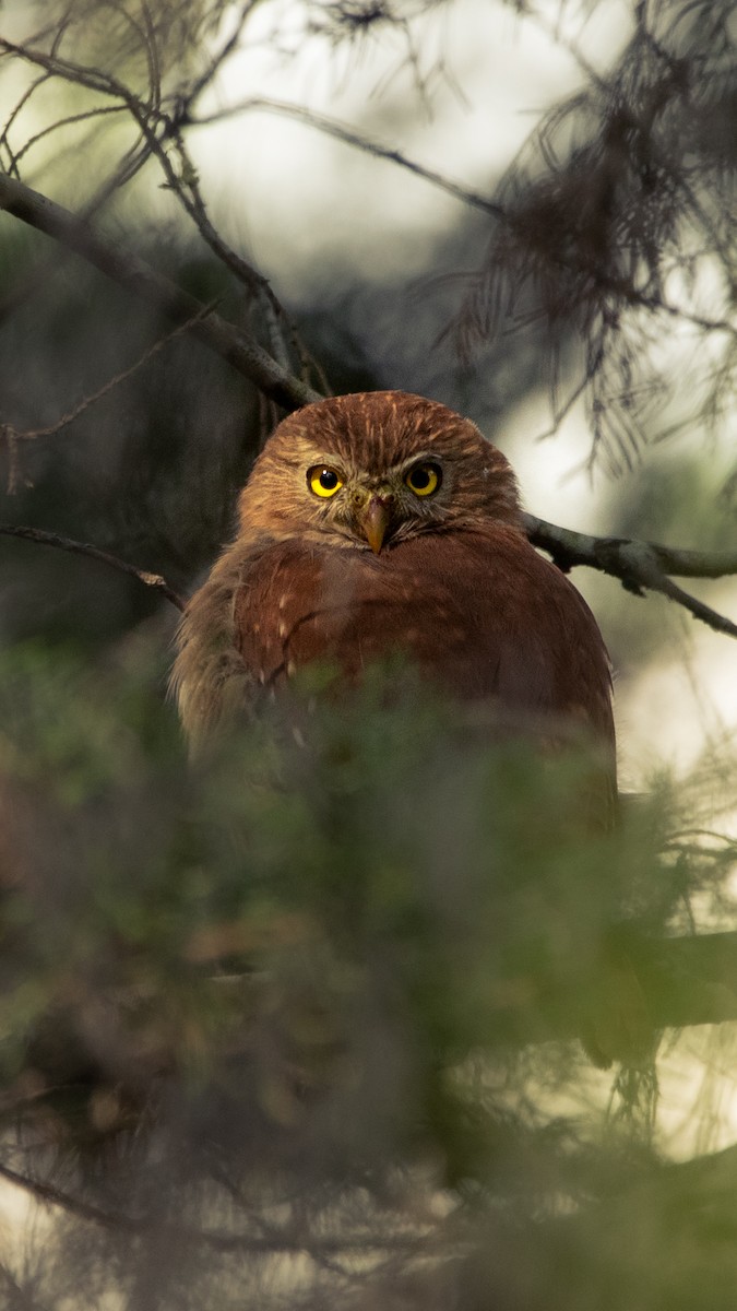 Ferruginous Pygmy-Owl - ML626036711