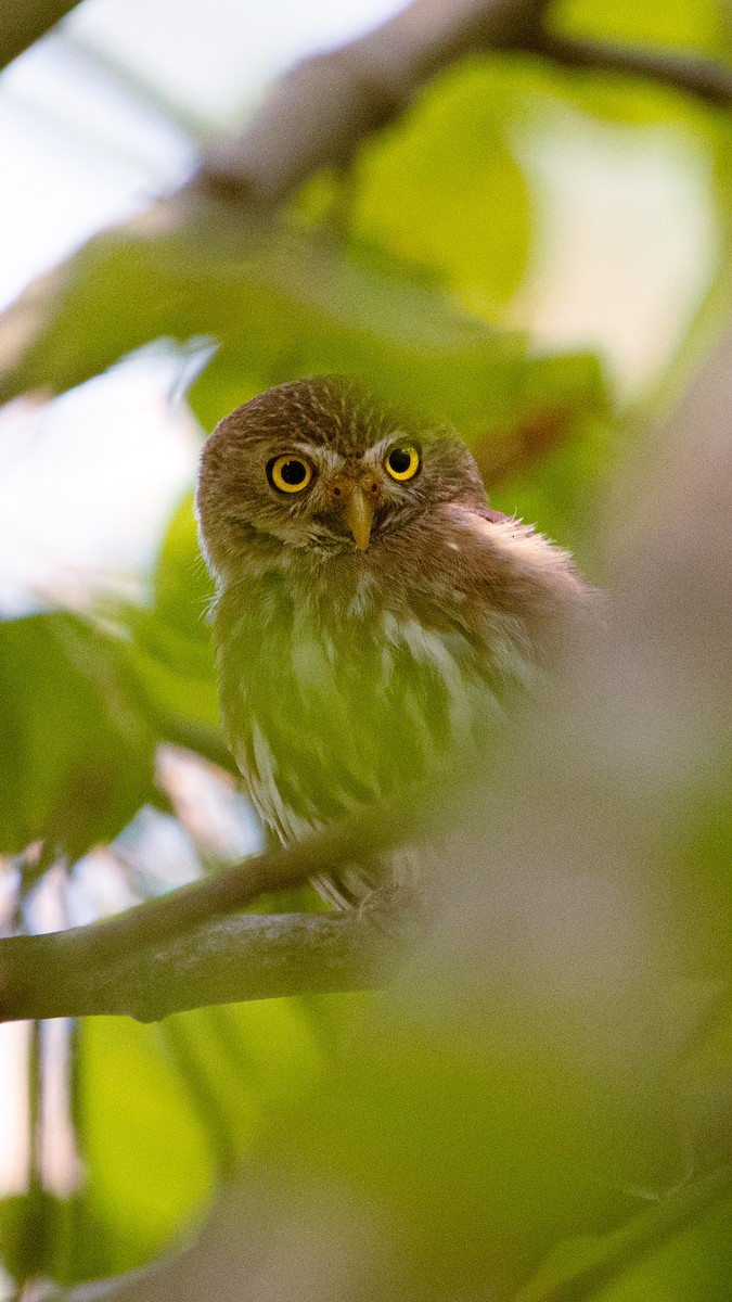 Ferruginous Pygmy-Owl - ML626036712