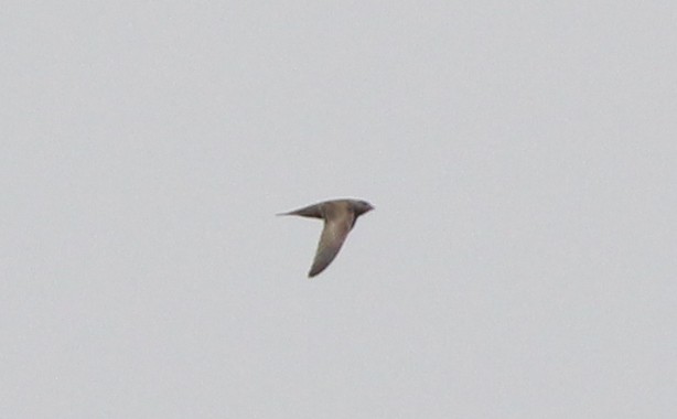 Common Swift - ML626036733