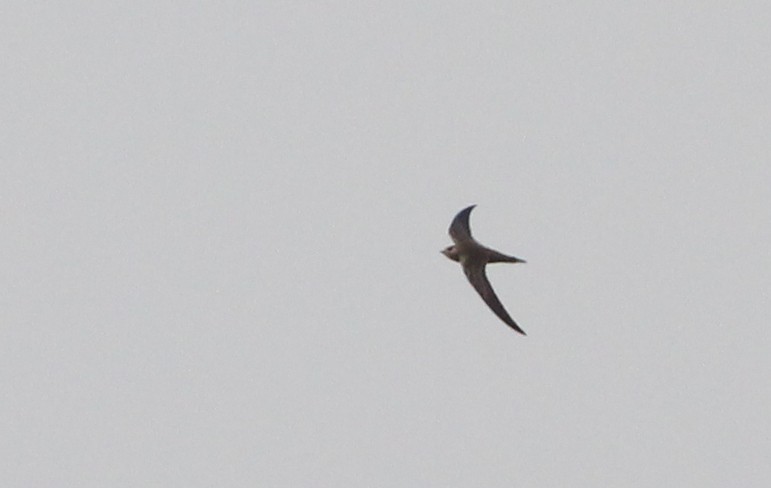 Common Swift - ML626036734